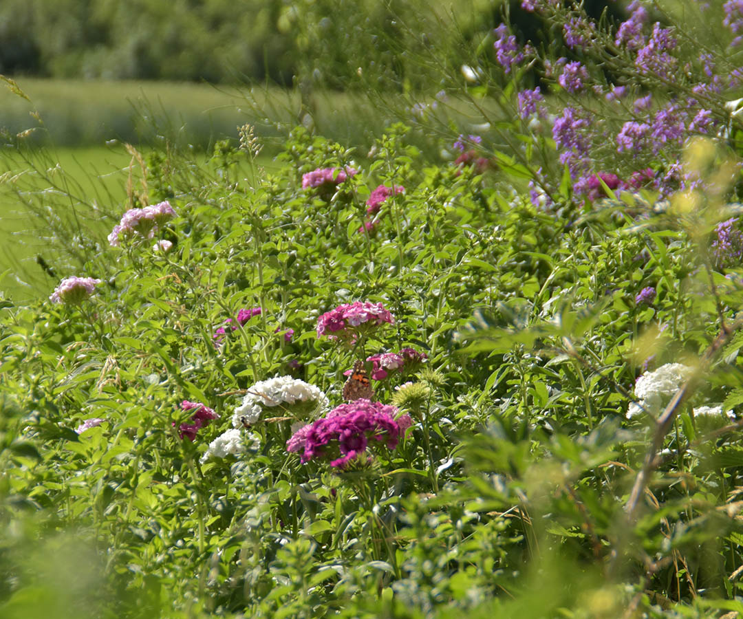 Hotel in Wangen zur Landesgartenschau 2024