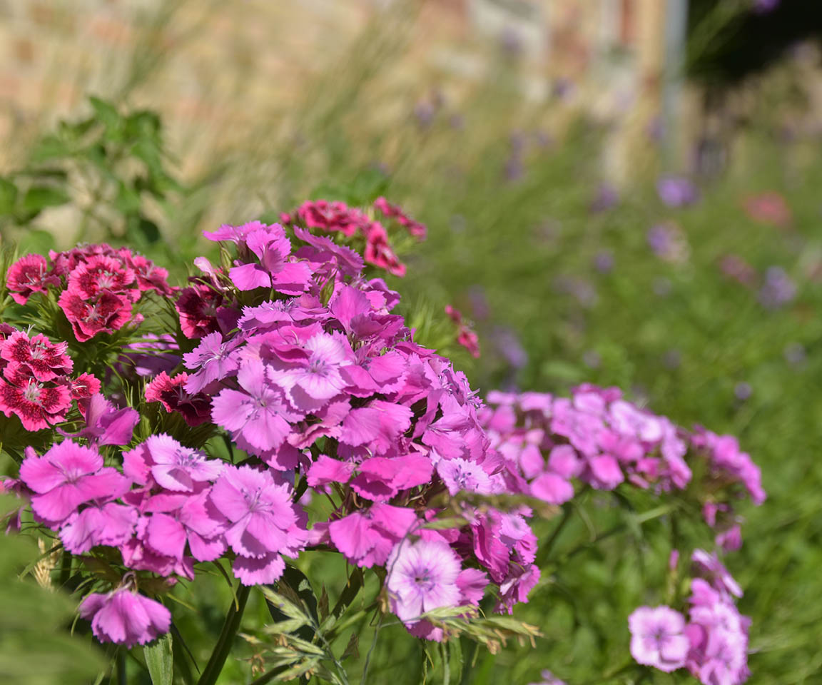 Übernachtung / Zimmer zur Landesgartenschau 2024 in Wangen